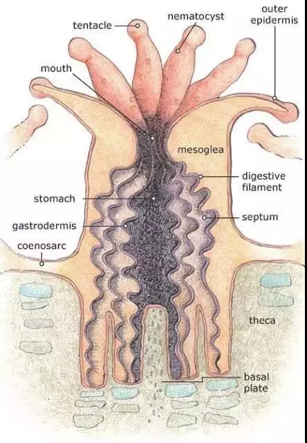 這一片珊瑚礁是紙做的？