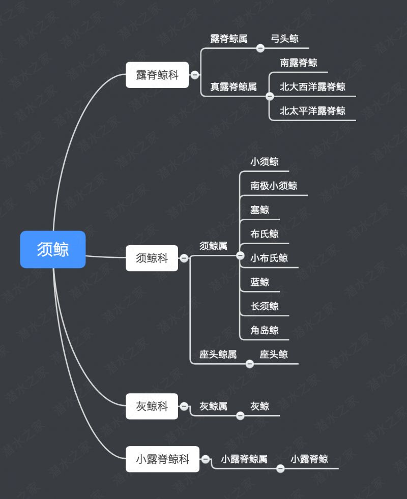 鯨魚科普-鯨魚大全送給你